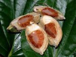 Areca catechu