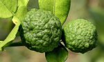 Citrus hystrix