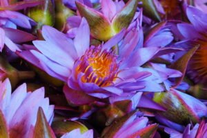 Nymphaea caerulea absolute