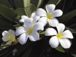 Plumeria alba absolute
