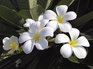 Plumeria alba absolute