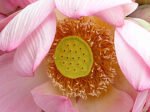 Nelumbo nucifera