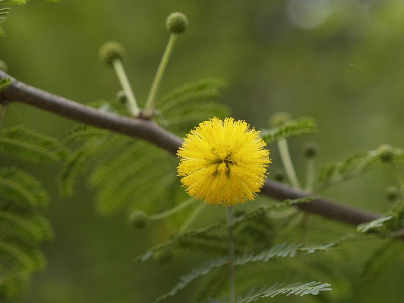 Acacia farnesiana