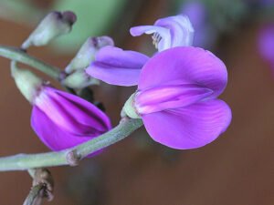 Canavalia maritima