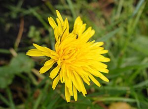 Lactuca virosa